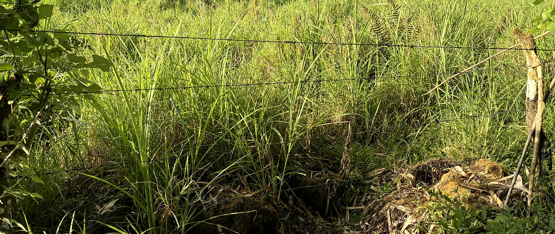 A wire fence line dividing pasture in the Bellavista agricultural belt, Santa Cruz