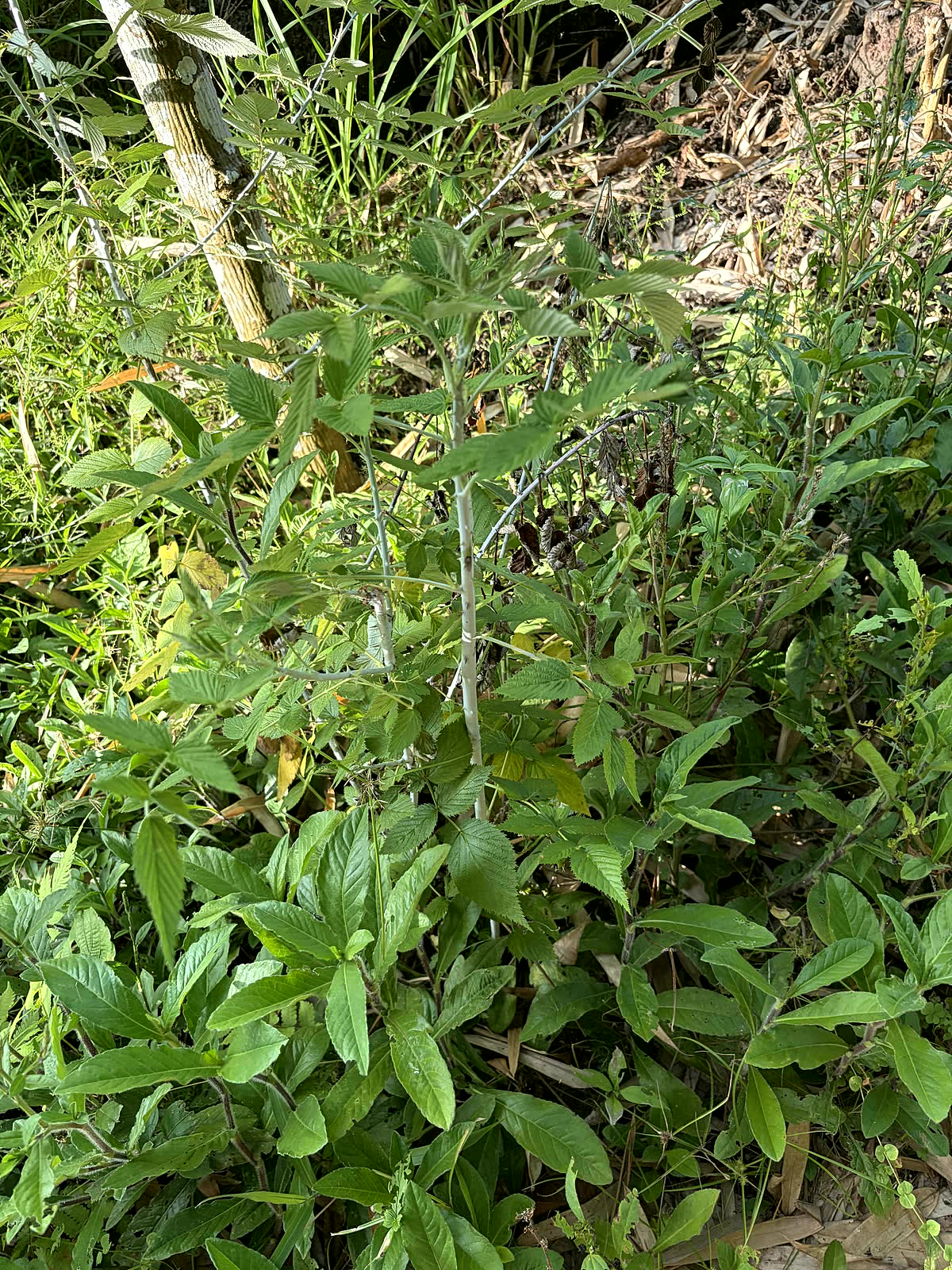 A hill blackberry plant growing at the edge of pasture in the Santa Cruz highlands